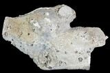 Agatized Fossil Coral Geode - Florida #105321-2